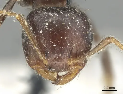 Crematogaster fusca specimen