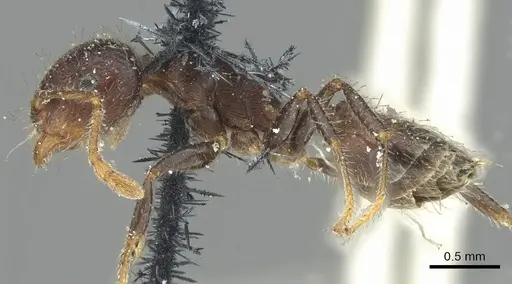 Crematogaster fusca specimen