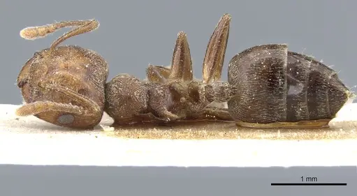 Crematogaster gabonensis specimen