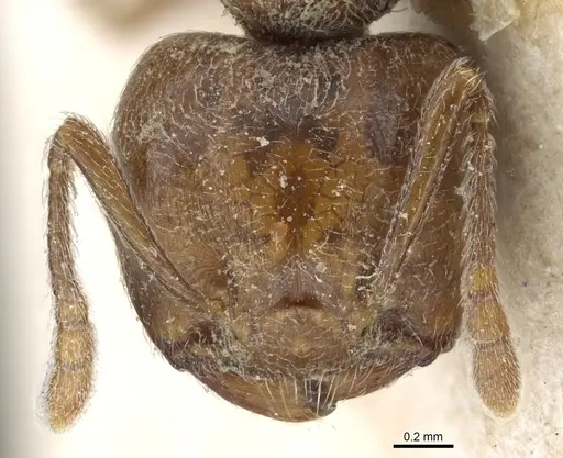 Crematogaster gabonensis specimen