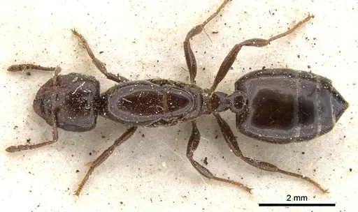 Crematogaster gallicola specimen