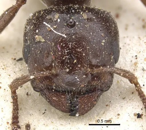 Crematogaster gallicola specimen