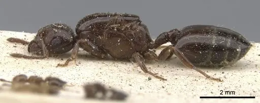 Crematogaster gallicola specimen