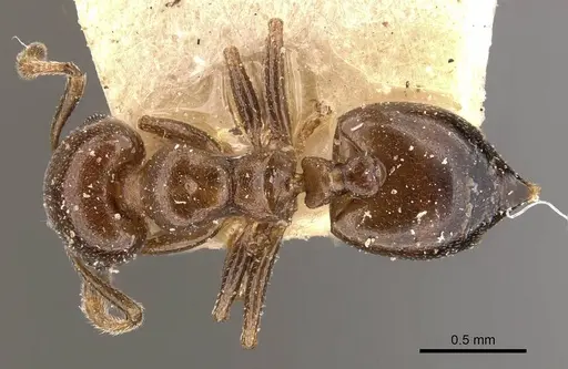 Crematogaster gallicola - CASENT0908527