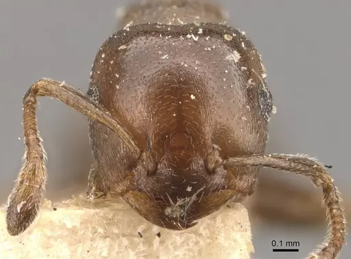 Crematogaster gallicola - CASENT0908527