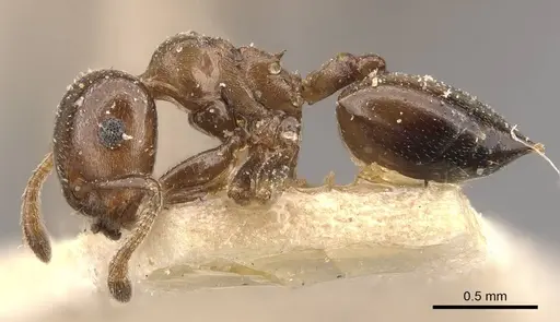 Crematogaster gallicola - CASENT0908527