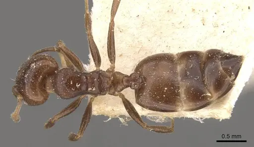 Crematogaster gallicola - CASENT0908532