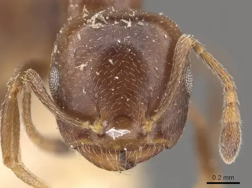 Crematogaster gallicola - CASENT0908532
