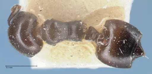 Crematogaster gallicola - FOCOL1481