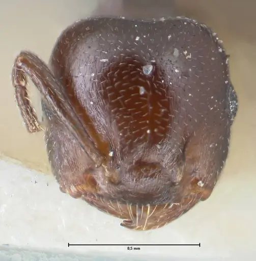 Crematogaster gallicola - FOCOL1481