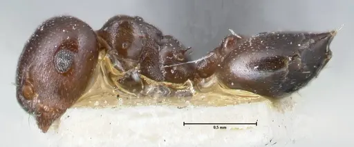 Crematogaster gallicola - FOCOL1481