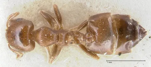 Crematogaster gallicola - FOCOL1482
