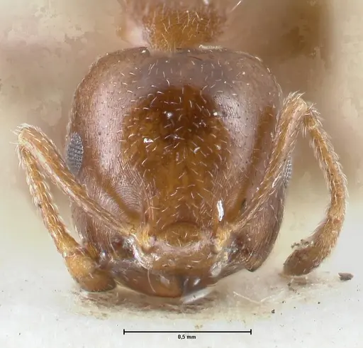 Crematogaster gallicola - FOCOL1482