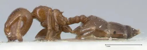 Crematogaster gallicola - FOCOL1482