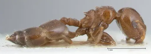 Crematogaster gallicola - FOCOL1482