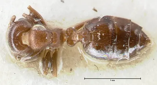 Crematogaster gallicola - FOCOL1483