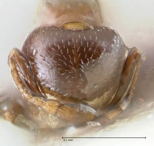 Crematogaster gallicola - FOCOL1483