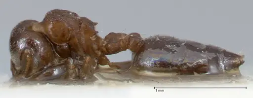 Crematogaster gallicola - FOCOL1483