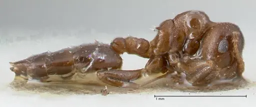 Crematogaster gallicola - FOCOL1483