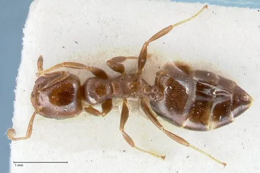 Crematogaster gallicola - FOCOL1484