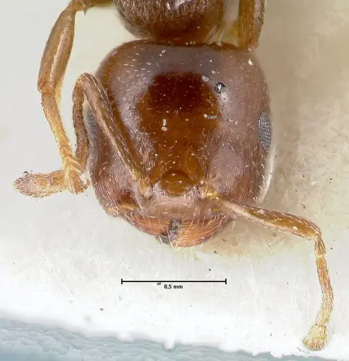 Crematogaster gallicola - FOCOL1484