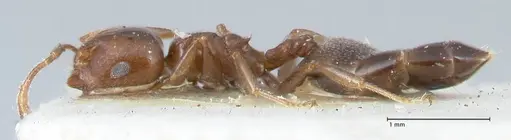 Crematogaster gallicola - FOCOL1484