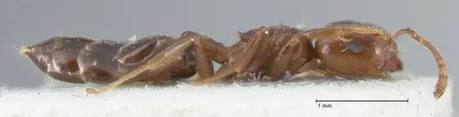 Crematogaster gallicola - FOCOL1484