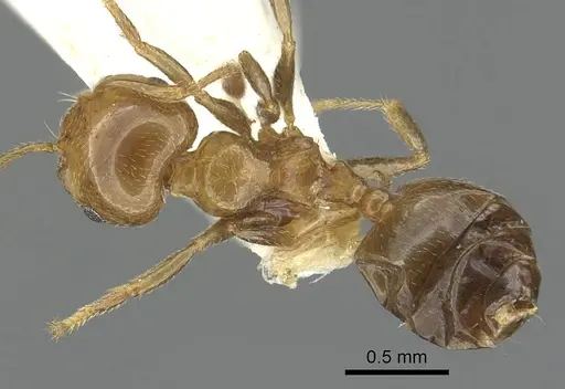 Crematogaster gambiensis specimen