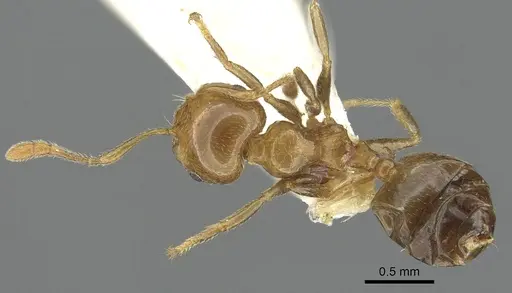 Crematogaster gambiensis specimen