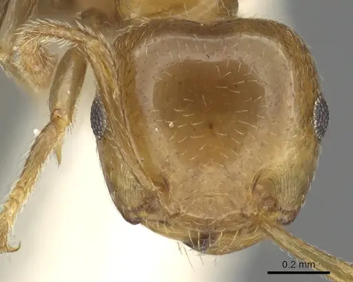 Crematogaster gambiensis specimen
