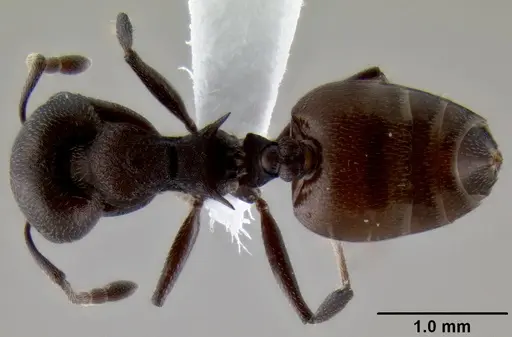 Crematogaster gerstaeckeri specimen