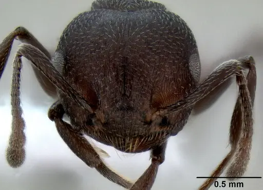 Crematogaster gerstaeckeri specimen