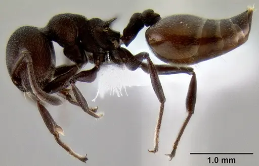Crematogaster gerstaeckeri specimen