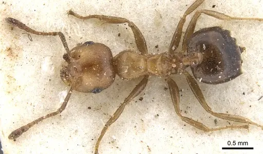 Crematogaster gerstaeckeri - CASENT0902106