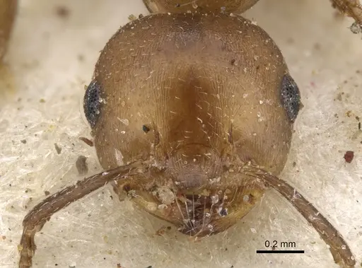 Crematogaster gerstaeckeri - CASENT0902106