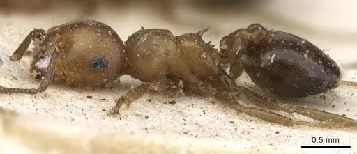 Crematogaster gerstaeckeri - CASENT0902106