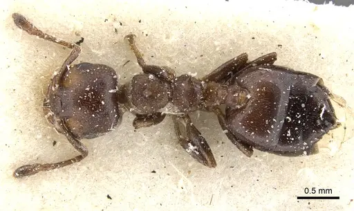 Crematogaster gerstaeckeri - CASENT0902107