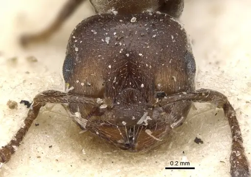 Crematogaster gerstaeckeri - CASENT0902107