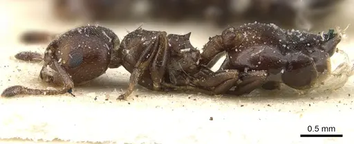 Crematogaster gerstaeckeri - CASENT0902107