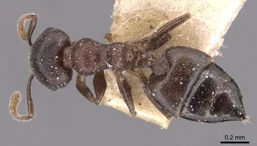 Crematogaster gerstaeckeri - CASENT0904509