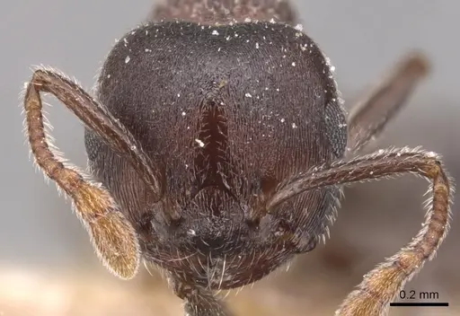 Crematogaster gerstaeckeri - CASENT0904509