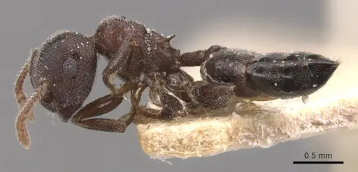Crematogaster gerstaeckeri - CASENT0904509