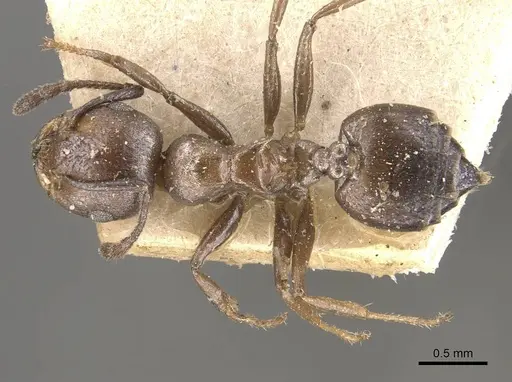 Crematogaster gerstaeckeri - CASENT0908520