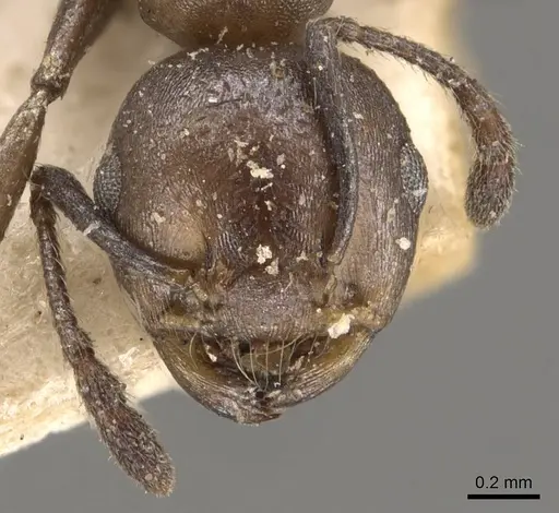 Crematogaster gerstaeckeri - CASENT0908520