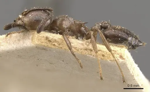 Crematogaster gerstaeckeri - CASENT0908520