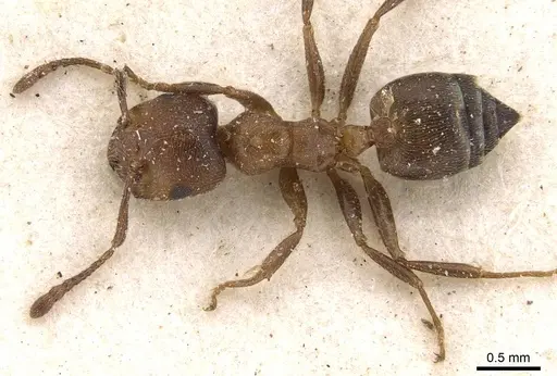 Crematogaster gerstaeckeri - CASENT0908559