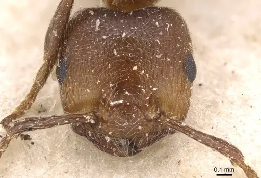Crematogaster gerstaeckeri - CASENT0908559