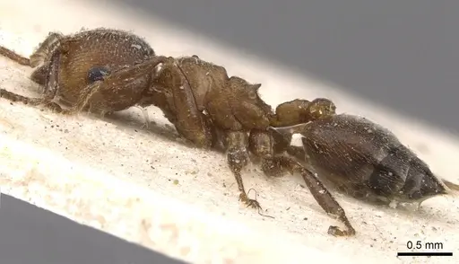 Crematogaster gerstaeckeri - CASENT0908559