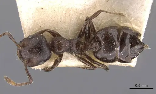 Crematogaster gerstaeckeri - CASENT0908560