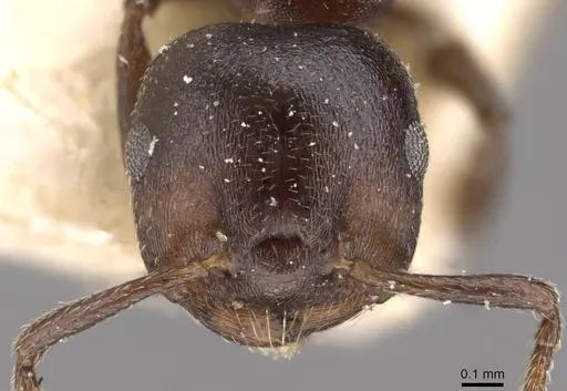 Crematogaster gerstaeckeri - CASENT0908560